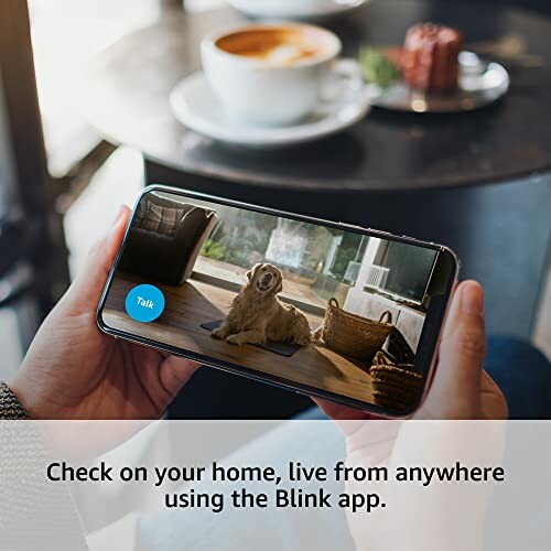 Person holding smartphone showing dog on screen, coffee table in background.